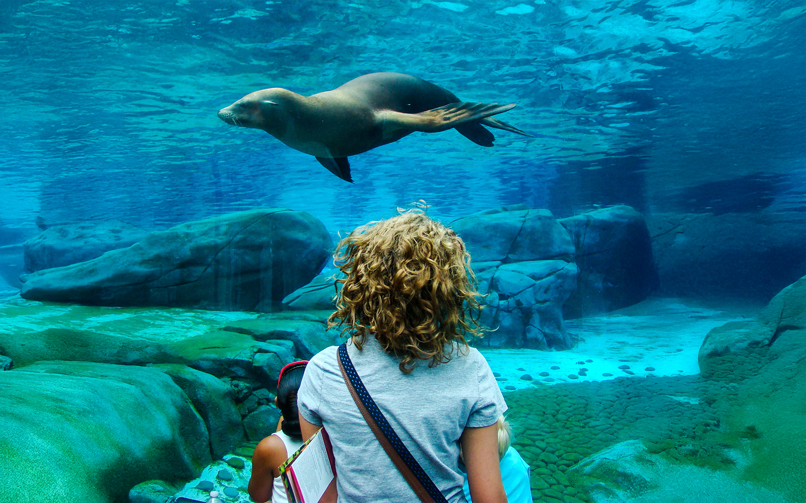 A little child in awe looking at a seal in aquarium