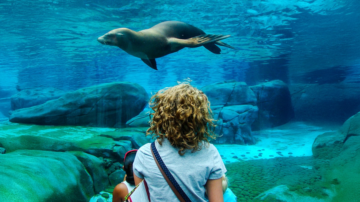 A little child in awe looking at a seal in aquarium