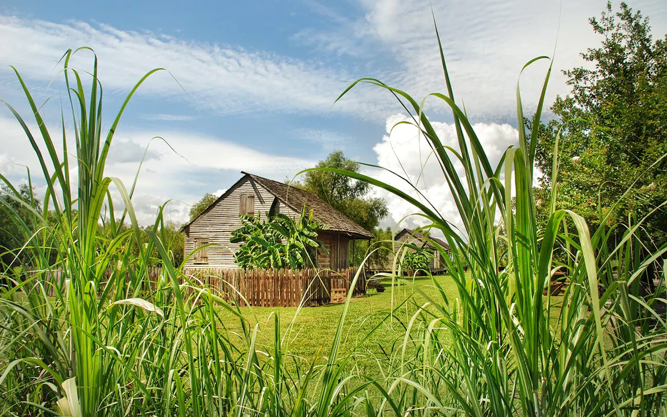 Historic cabin surrounded by sugarcane at Whitney Plantation, New Orleans.