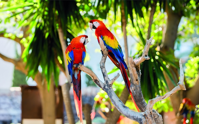 Scarlet macaws perched on a branch at Aviary of Marineland Mallorca.