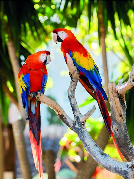 Scarlet macaws perched on a branch at Aviary of Marineland Mallorca.