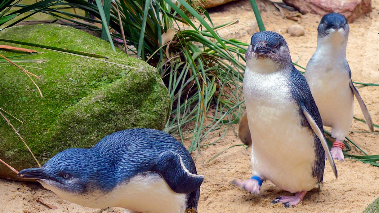 Phillip Island penguins walking on sandy beach during Penguin Parade, Australia.
