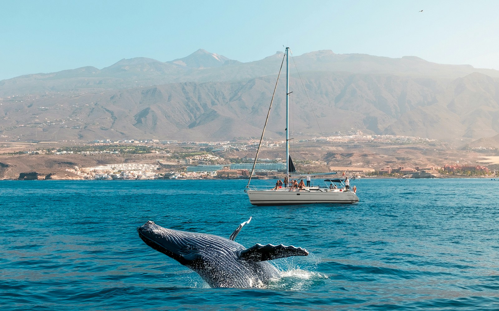 Whale breaching near boat with people on whale watching tour in Tenerife.