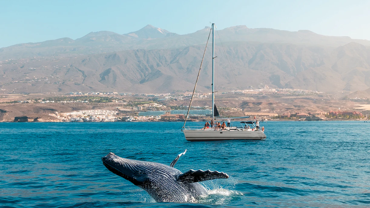 Whale breaching near boat with people on whale watching tour in Tenerife.