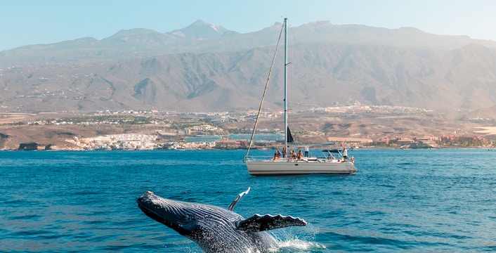 Obserwacja wielorybów na Teneryfie