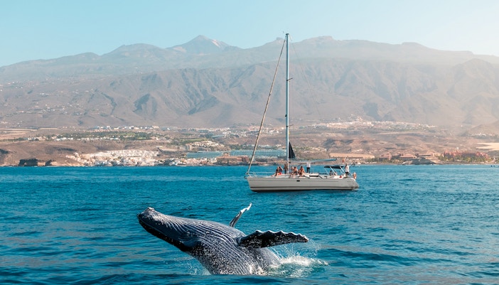 Whale breaching near boat with people on whale watching tour in Tenerife.
