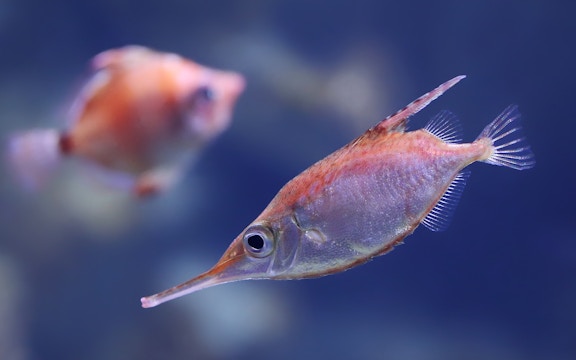 Seville Aquarium