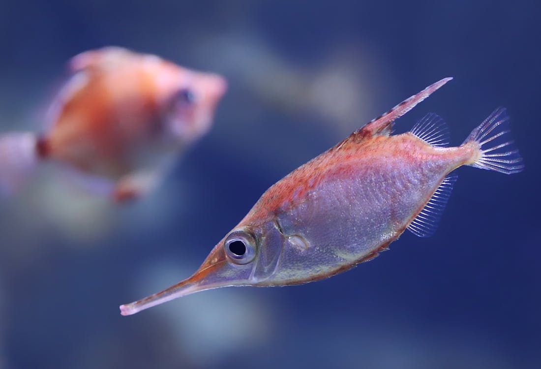 Barcelona Aquarium