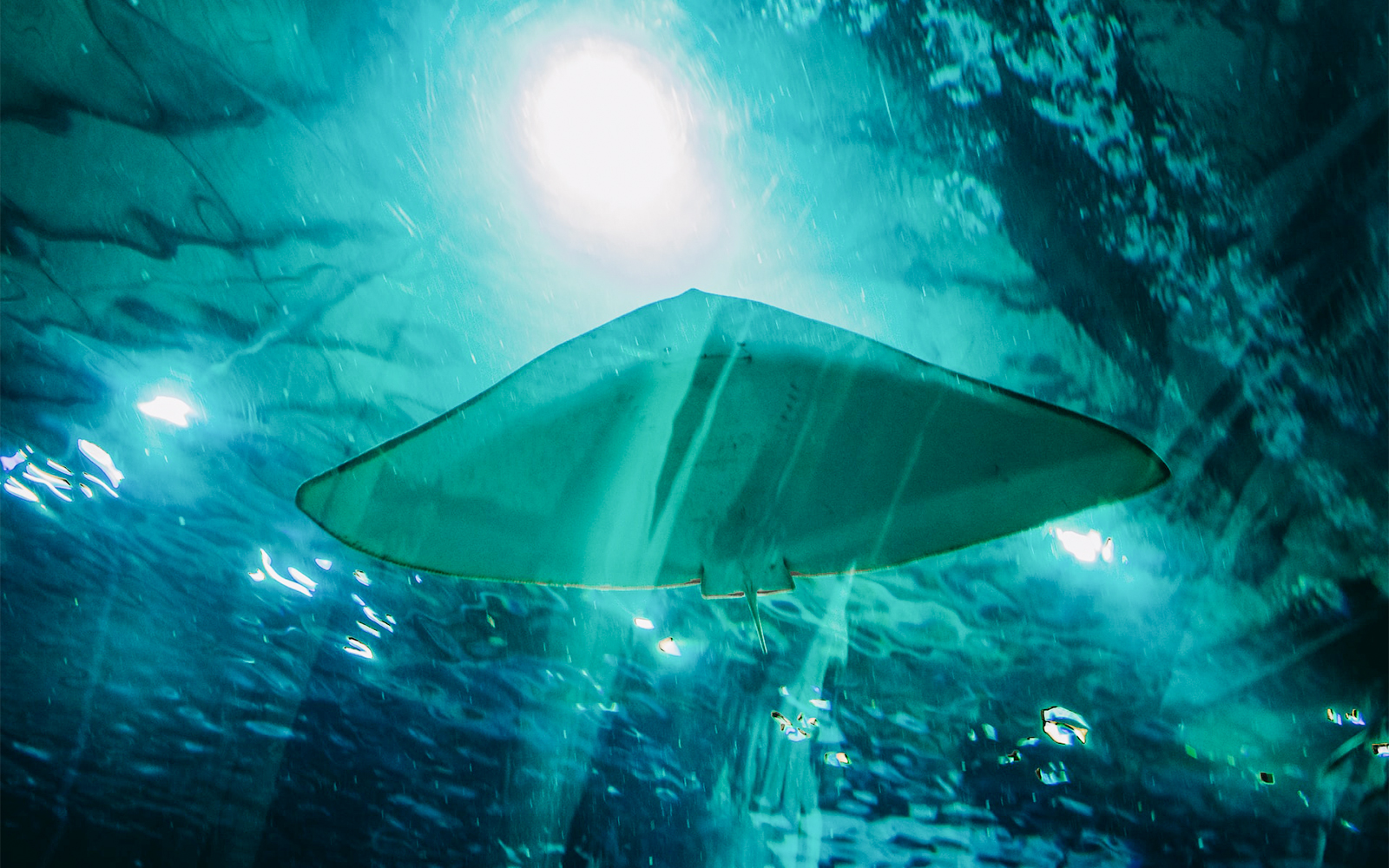 Ozeanarium Lissabon Tickets