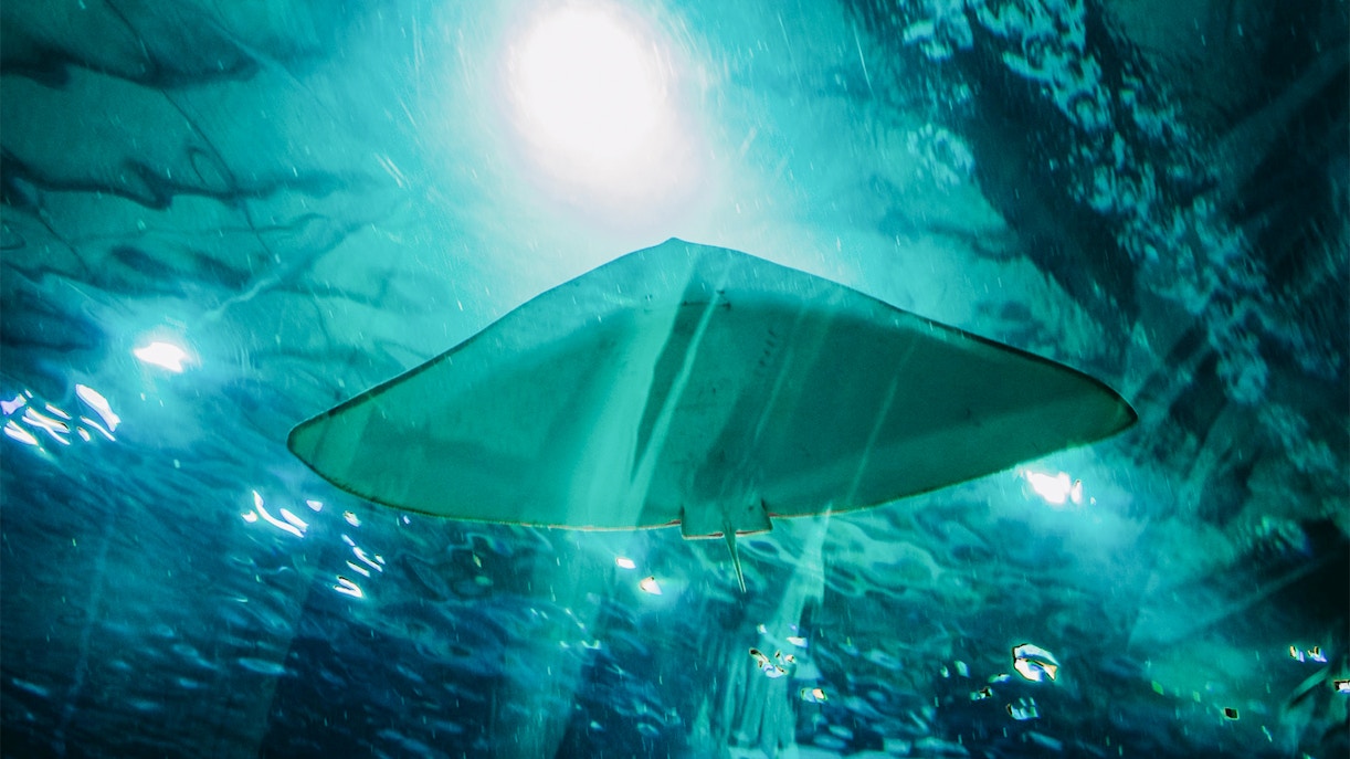 Ozeanarium Lissabon Tickets