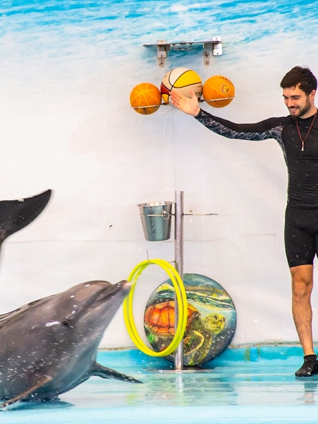 Dolphin performing tricks with trainer at a dolphinarium.