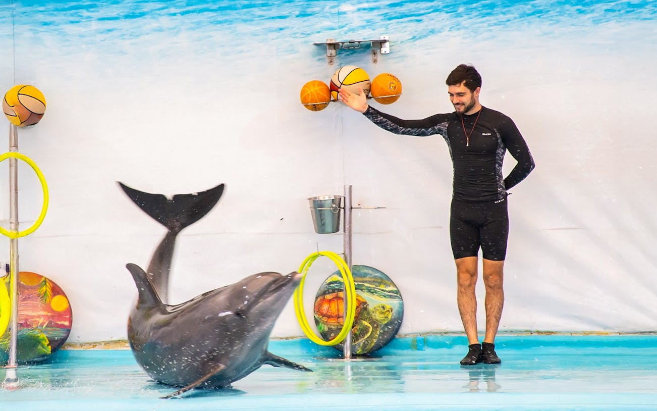 Dolphin performing tricks with trainer at a dolphinarium.