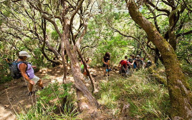 Hikers walking through lush forest on Rabaçal 25 Fountains Levada Walk, Madeira.