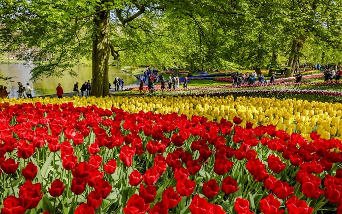 Tulips in bloom at Keukenhof Gardens, Amsterdam with visitors walking nearby.