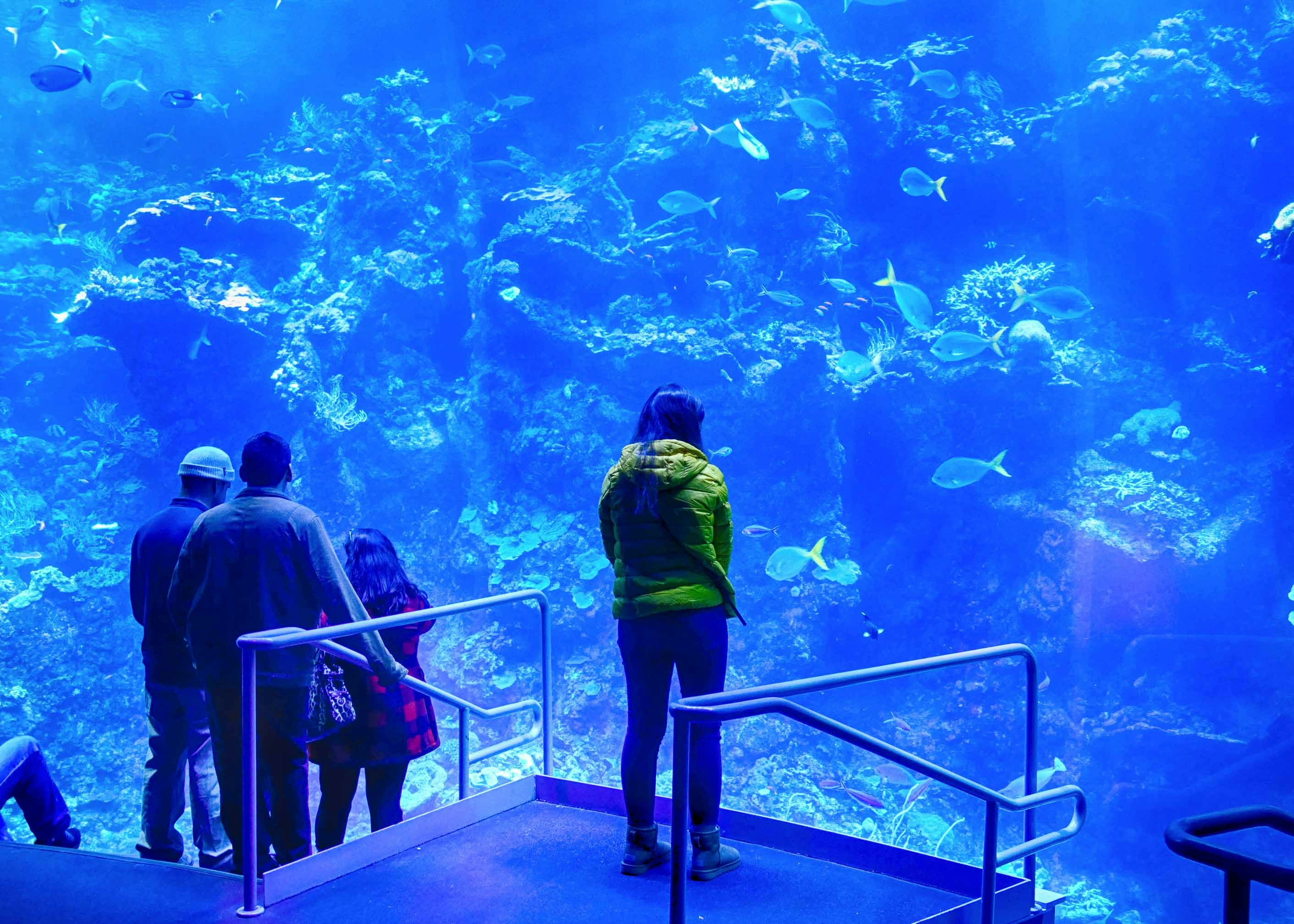 California Academy of Sciences
