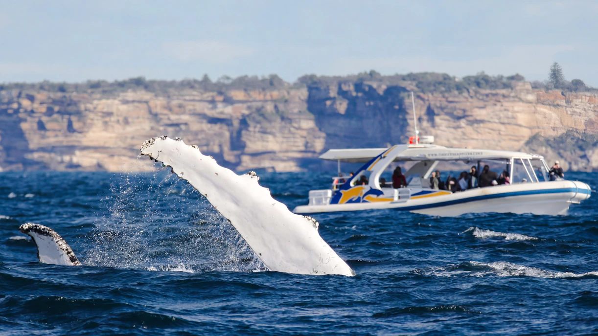 Whale tail near boat on Sydney Whale Watching Cruise.
