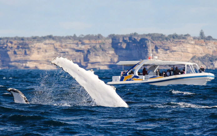 Whale tail near boat on Sydney Whale Watching Cruise.