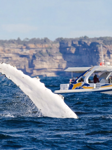 Whale tail near boat on Sydney Whale Watching Cruise.