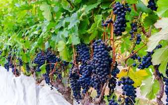 Grapevines with ripe grapes at a vineyard in Rio de Janeiro.