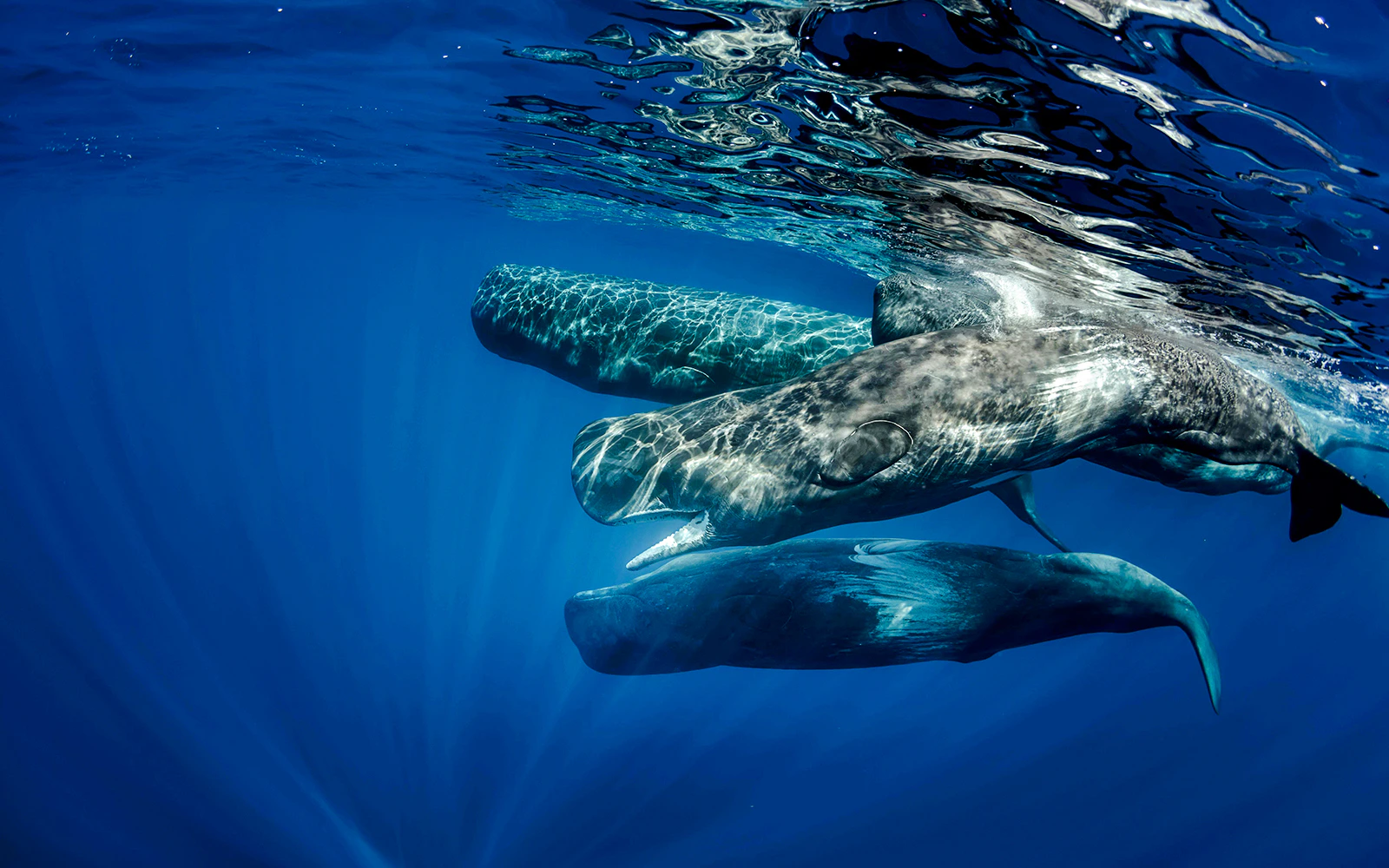 Pod of sperm whales swimming in blue ocean off Sao Miguel, Azores during whale watching tour.