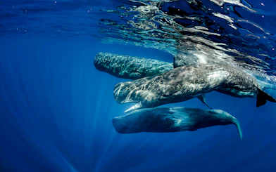 Pod of sperm whales swimming in blue ocean off Sao Miguel, Azores during whale watching tour.