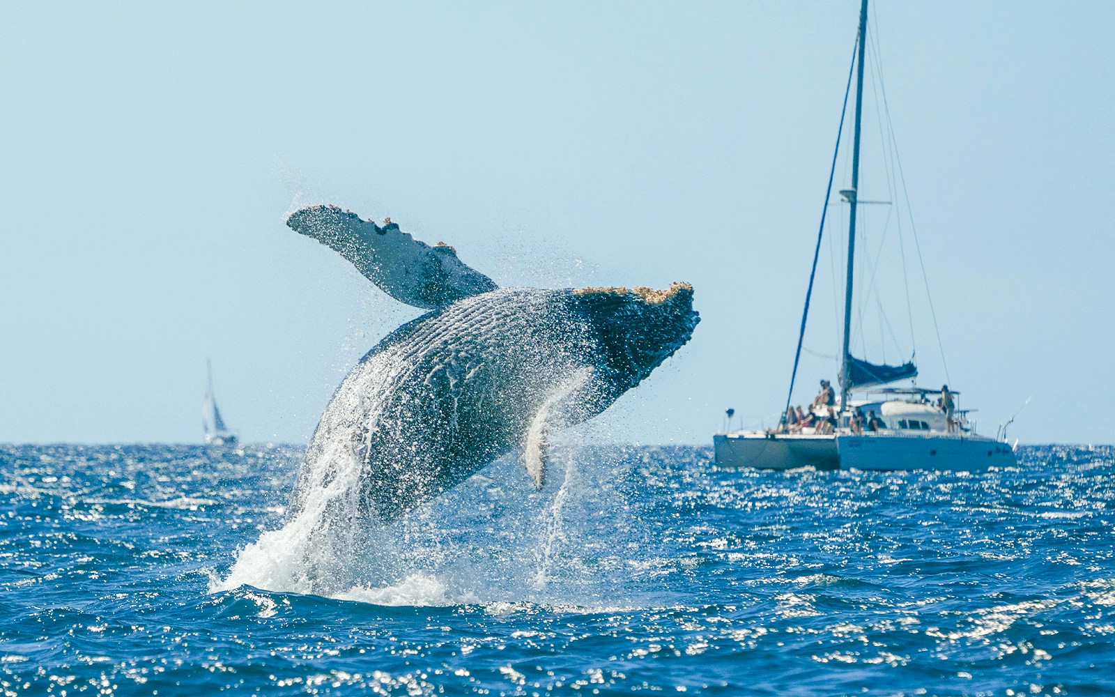 Humpback whale breaching near a boat during Fuerteventura whale watching tour.