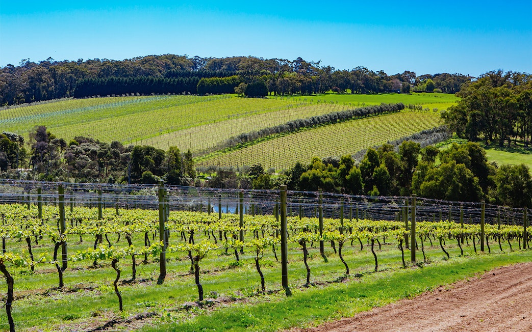 Vineyards on Mornington Peninsula, Australia, part of a private distillery tour.