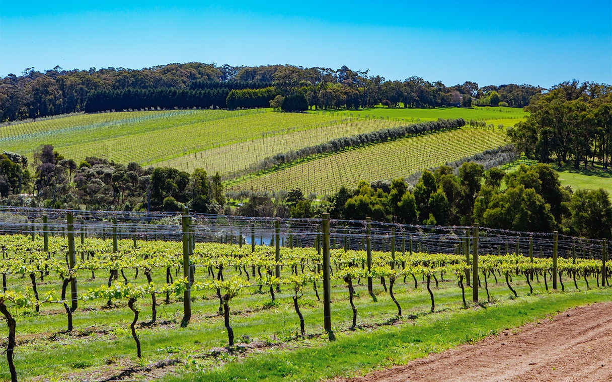 Vineyards on Mornington Peninsula, Australia, part of a private distillery tour.