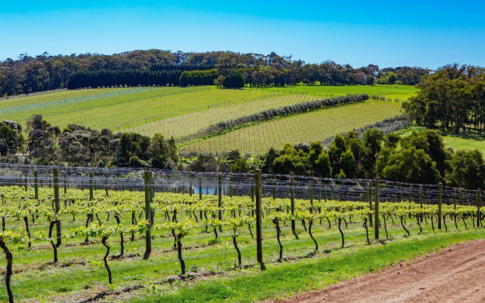 Vineyards on Mornington Peninsula, Australia, part of a private distillery tour.