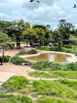 Elephants near a pond at Elephant Sanctuary Koh Samui, surrounded by lush greenery.