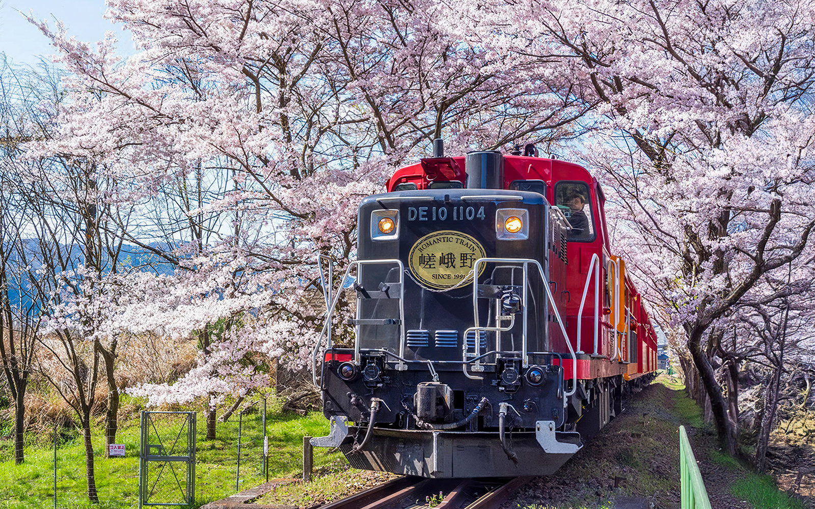 Sagano Romantic Train passing through cherry blossoms in Kyoto.
