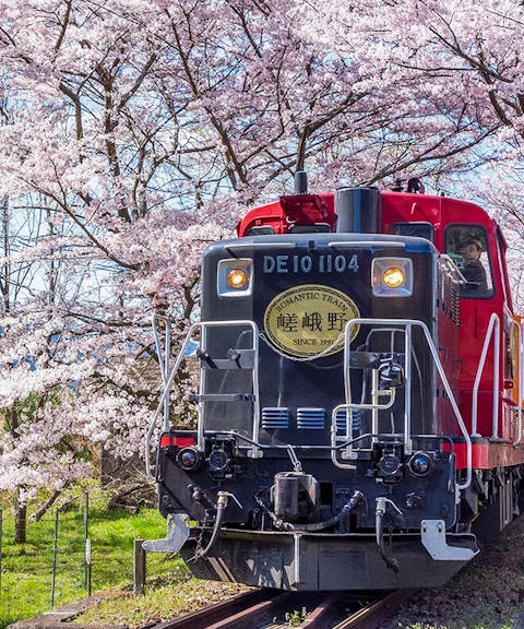 Sagano Romantic Train passing through cherry blossoms in Kyoto.