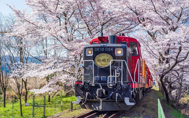 Sagano Romantic Train passing through cherry blossoms in Kyoto.
