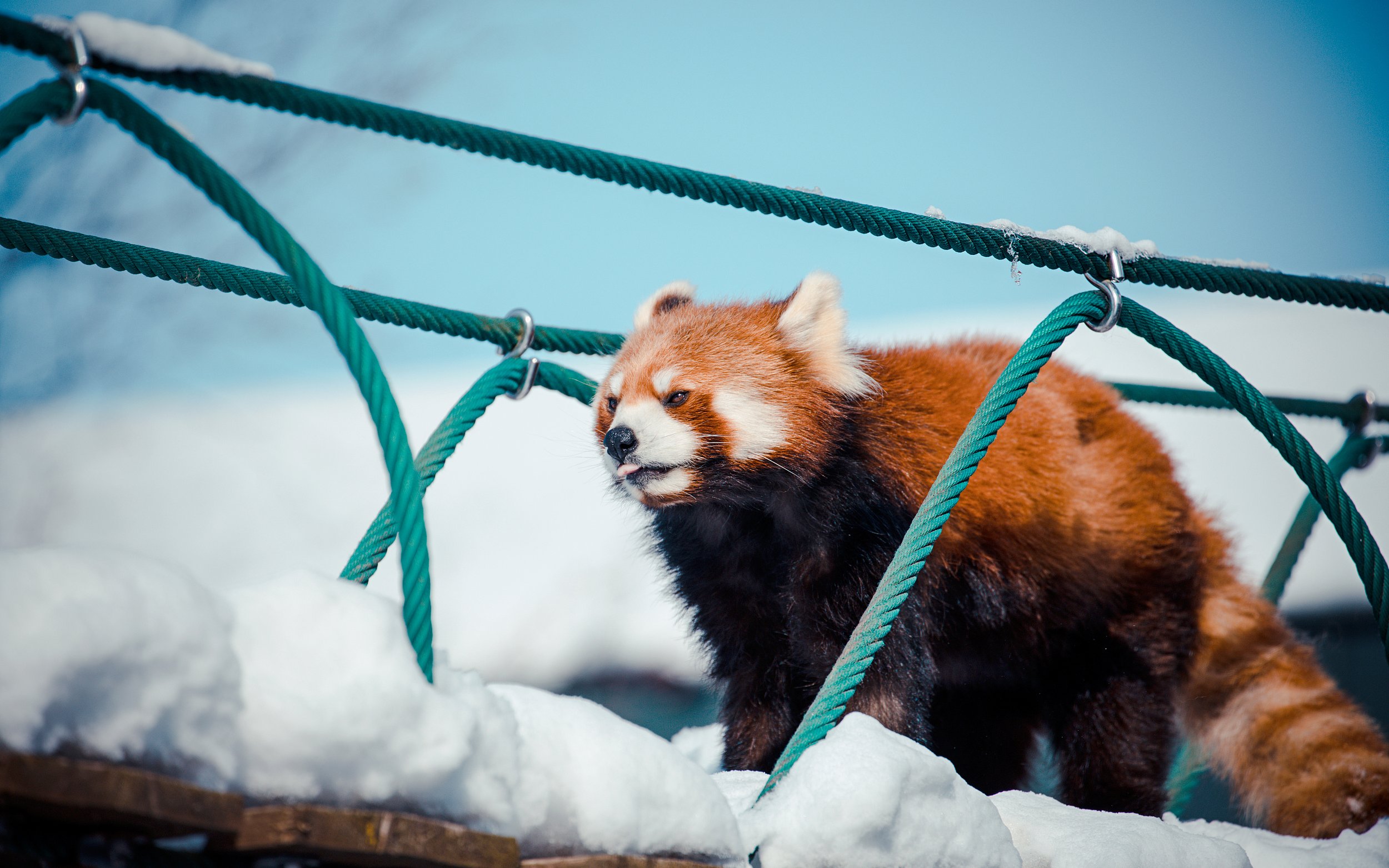 Red panda walking on a snowy rope bridge at Asahiyama Zoo, Hokkaido, Japan.