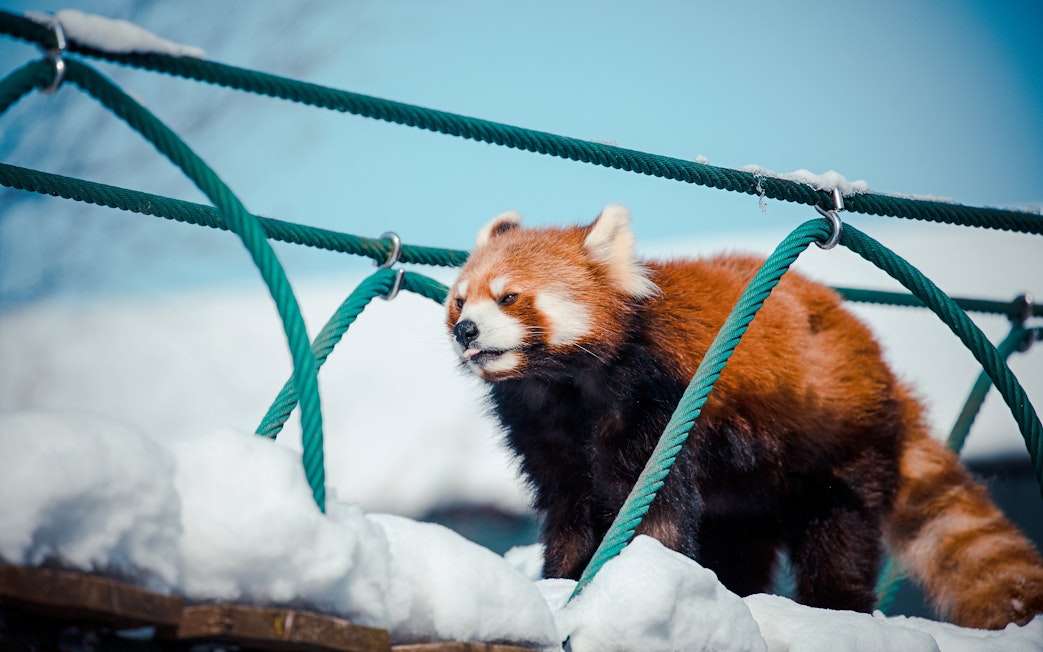 Red panda walking on a snowy rope bridge at Asahiyama Zoo, Hokkaido, Japan.