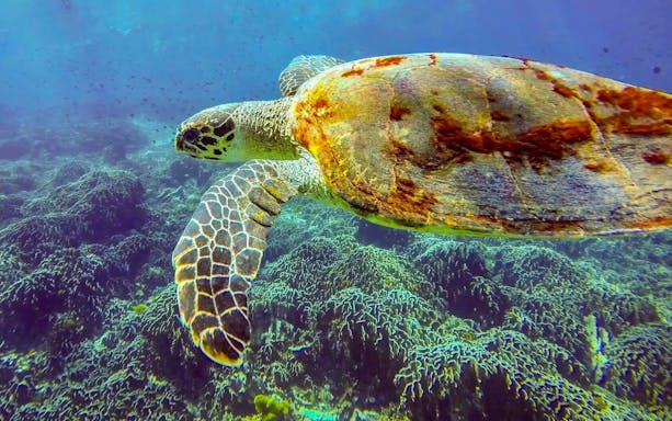 Sea turtle swimming over coral reef in Similan Islands, Thailand.