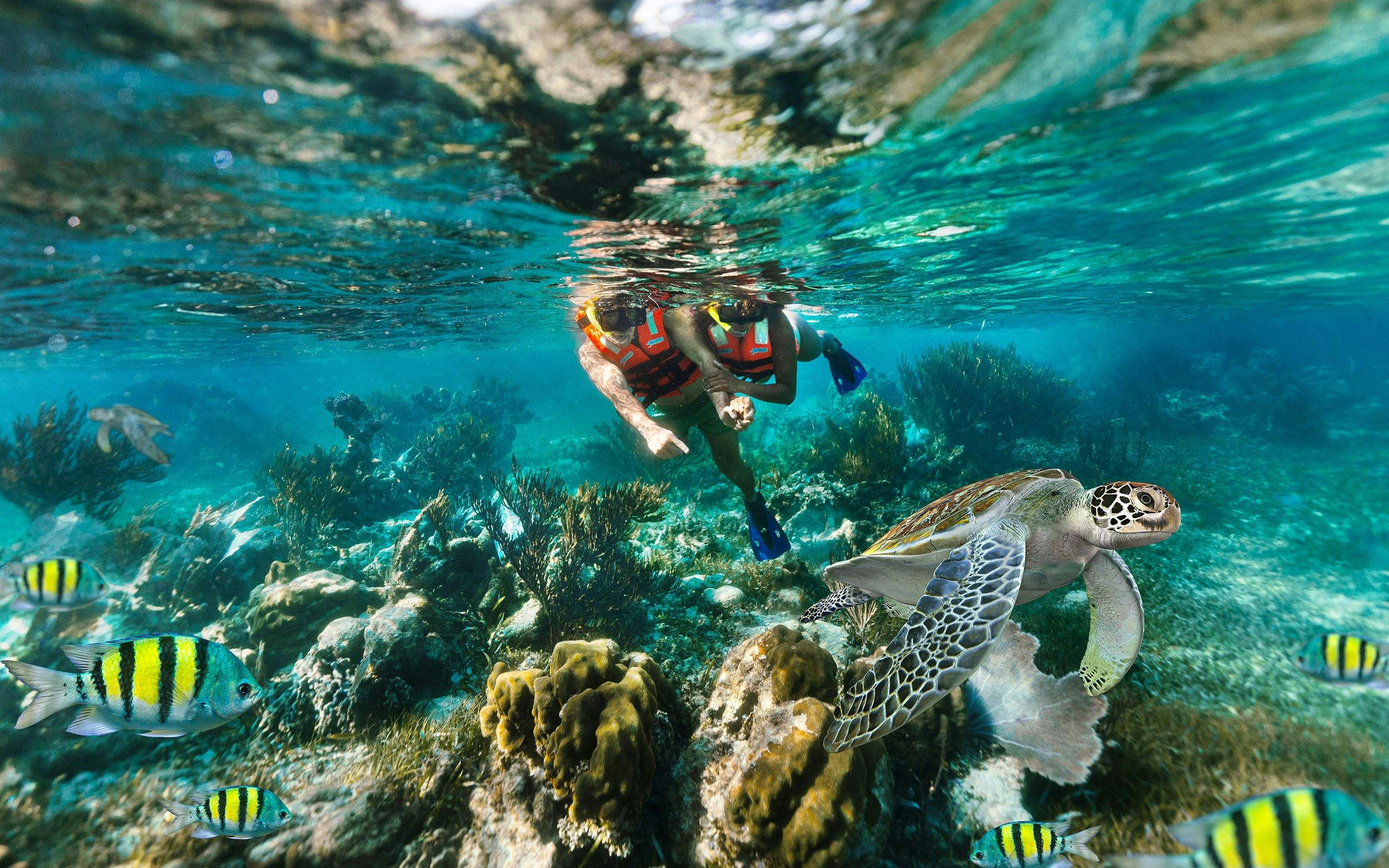 Snorkelers exploring coral reef with fish and sea turtle in Marine National Park, Puerto Morelos.