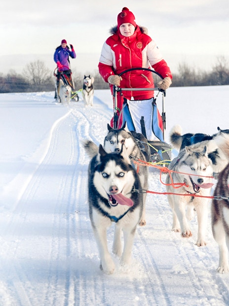 Husky sledding through snowy landscape in Rovaniemi.