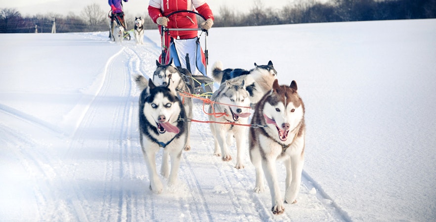 Husky sledding through snowy landscape in Rovaniemi.