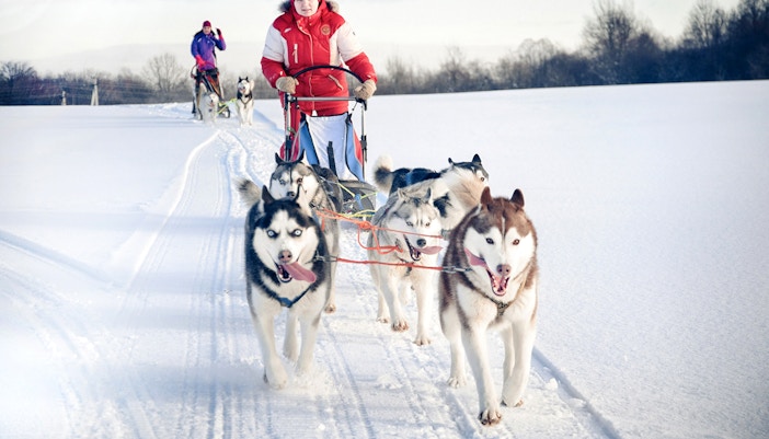 Husky sledding through snowy landscape in Rovaniemi.