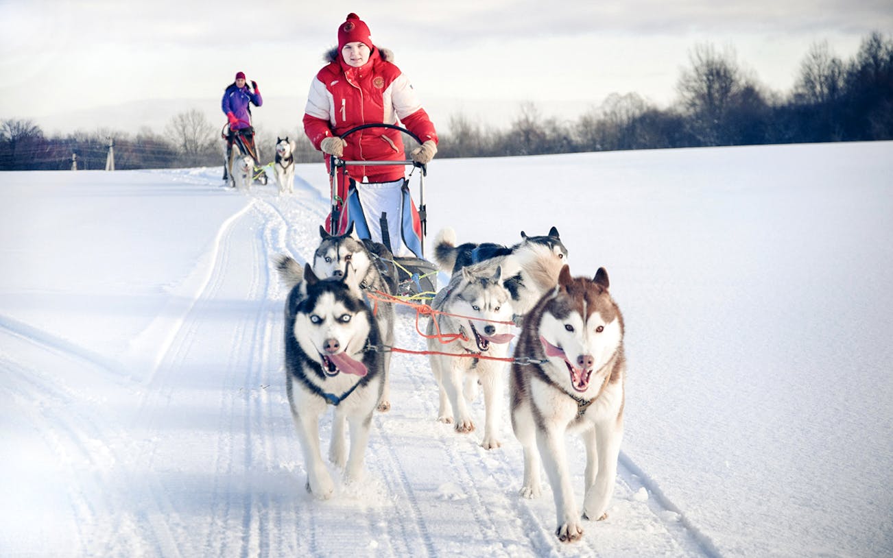 Husky sledding through snowy forest near Rovaniemi, Finland.