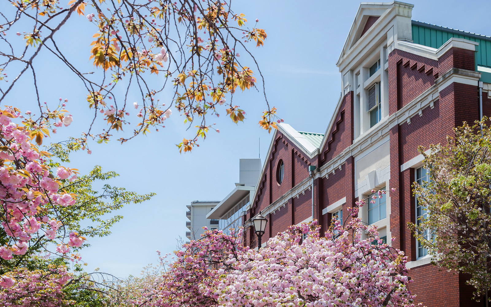 Cherry blossoms in front of the Mint Museum building in Osaka.