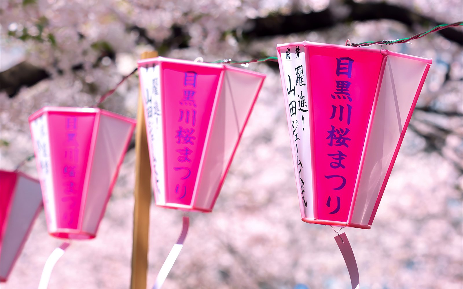 Lanterns at Meguro River Cherry Blossom Festival, Tokyo, Japan.