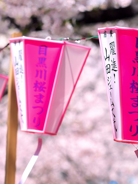 Lanterns at Meguro River Cherry Blossom Festival, Tokyo, Japan.