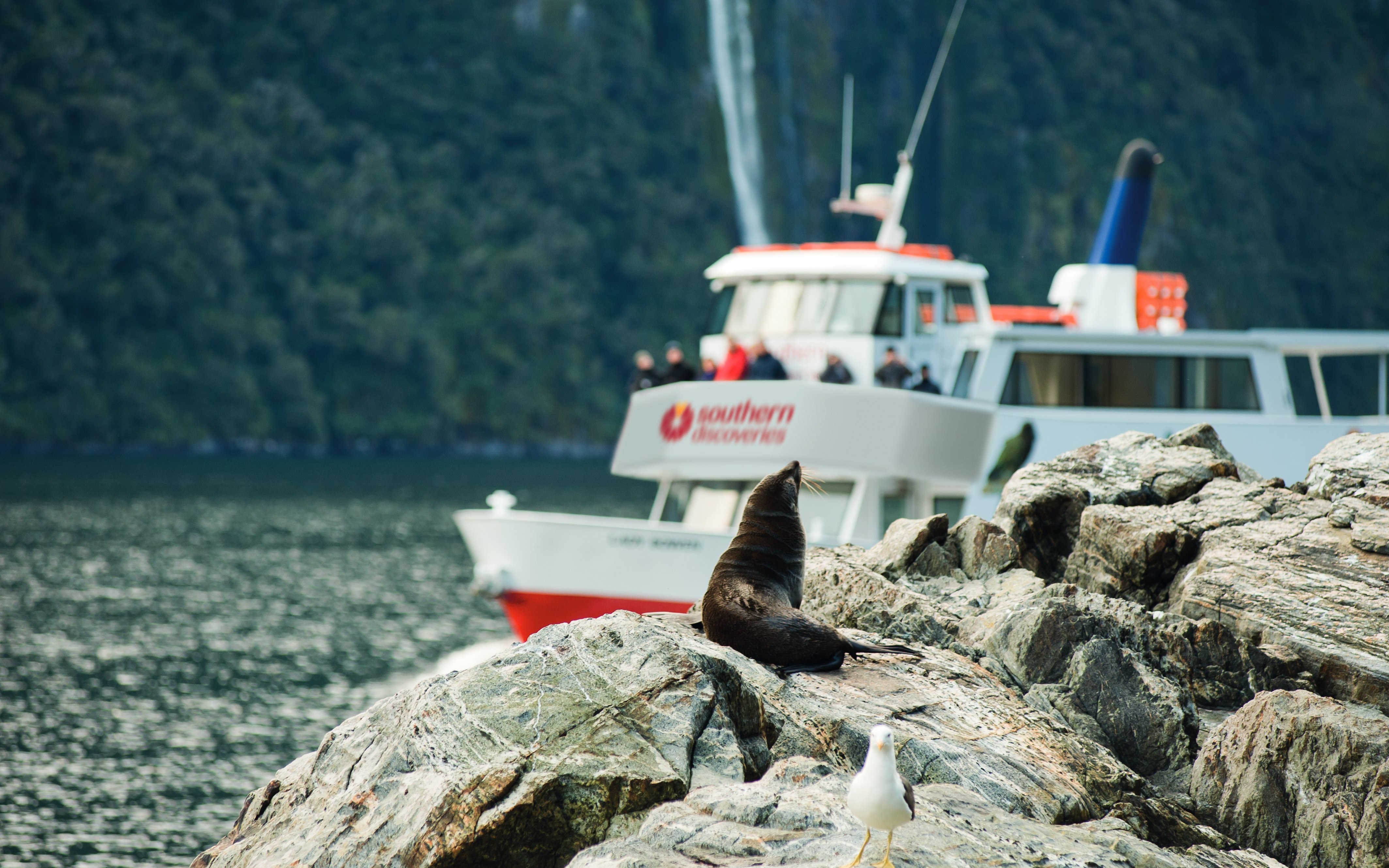 Seal on rocks with tour boat in Milford Sound, New Zealand.