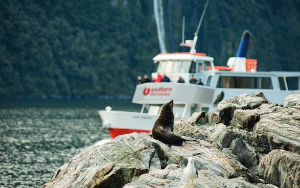 Seal on rocks with tour boat in Milford Sound, New Zealand.