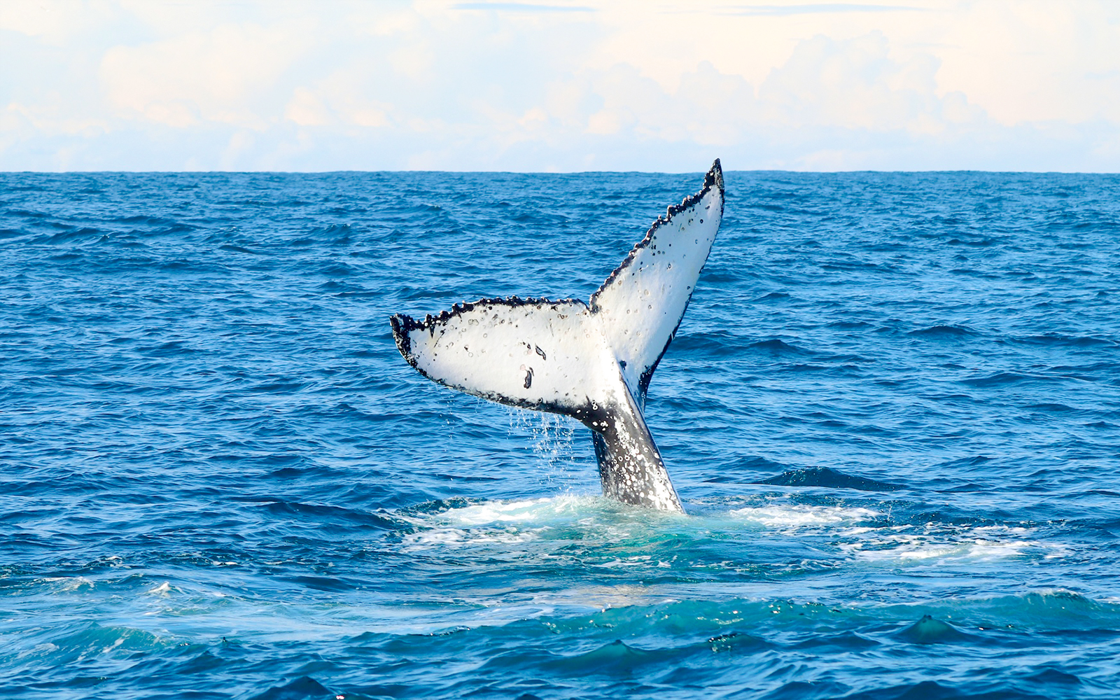 Whale tail emerging from ocean near Newcastle, Australia.