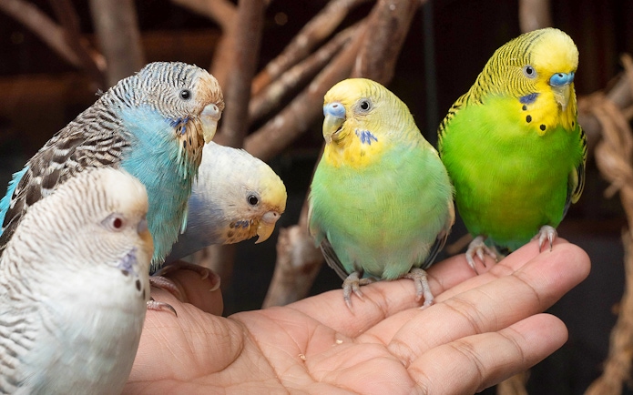 Colorful budgies perched on a hand at Just Farm by Just Pets Megastore.