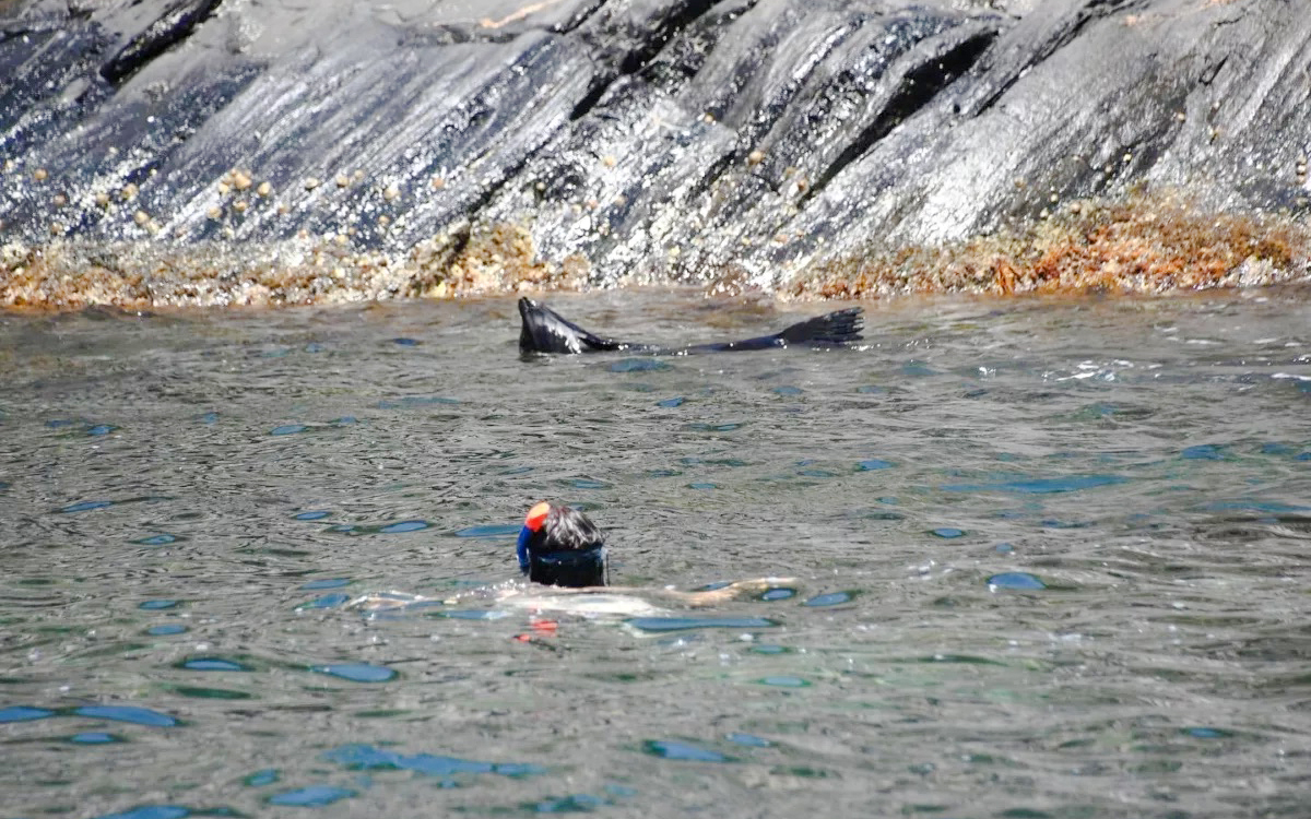 Snorkeler near a seal by rocky shore, Kangaroo Island.