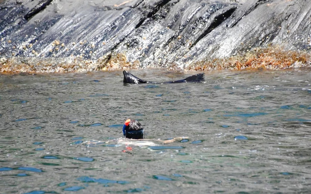 Snorkeler near a seal by rocky shore, Kangaroo Island.